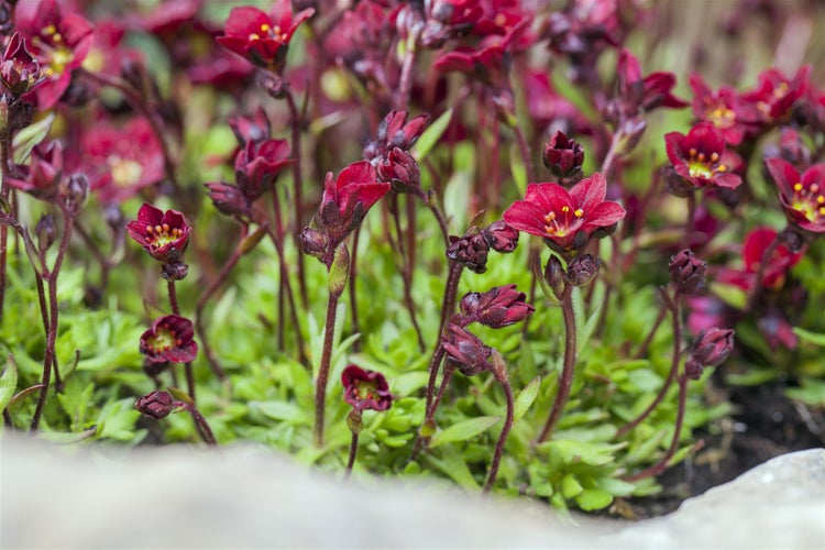 Saxifraga x arendsii 'Peter Pan', Moos-Steinbrech, rosa, ca. 9x9 cm Topf