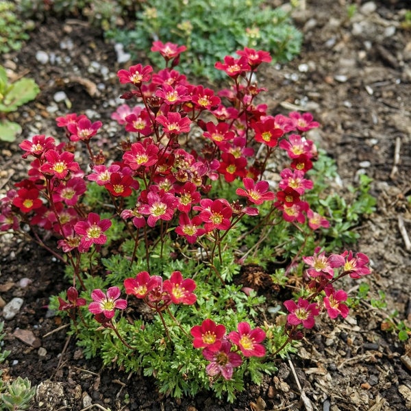 Blühender Moossteinbrech mit roten Blüten und grünen Blättern in Gartenerde.