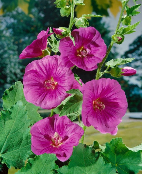 Lavatera x olbia 'Bredon Springs', Strauchmalve, rosa, ca. 11x11 cm Topf