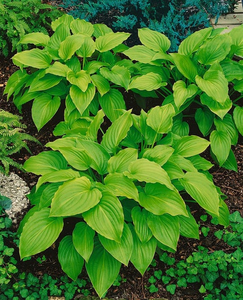 Hosta plantaginea 'Aphrodite', Duftende Funkie, weiß, ca. 11x11 cm Topf