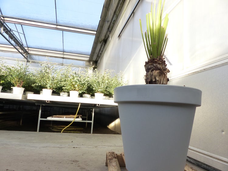 Yucca Faxoniana, 130 cm, Stamm 23 cm, Faxon Yucca, Palmilla, winterhart -20C