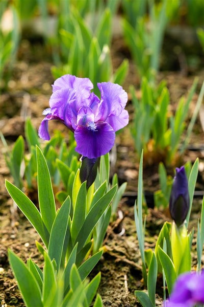 Iris x barb.-nana 'Truly', Zwergiris, blau, ca. 11x11 cm Topf