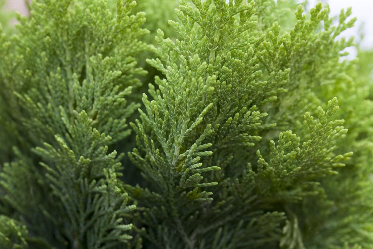 Gelbe Zwerg-Scheinzypresse im Gartenbeet