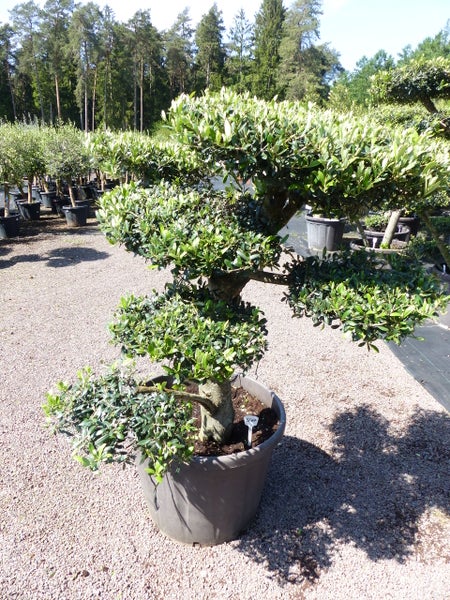 Olivenbaum 7 Pon Pon Bonsai Formgehölz Gartenbonsai Olea europaea Olive winterhart