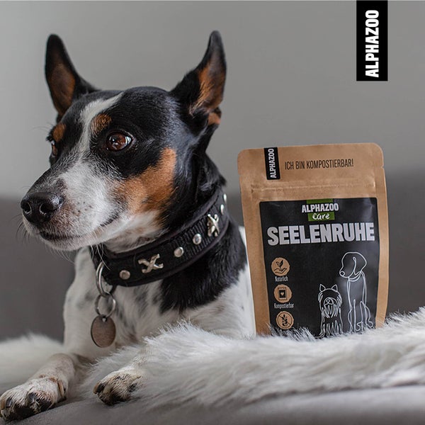 Ein Hund liegt neben einer Packung AlphaZoo Care Seelenruhe.