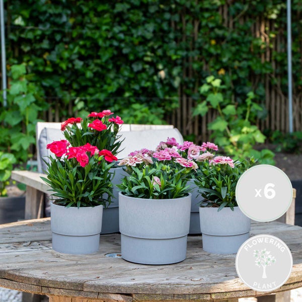 6x Dianthus Mix – Nelke – Einjährige Pflanze – Farbmix – ⌀10,5 cm – ↕10-15 cm