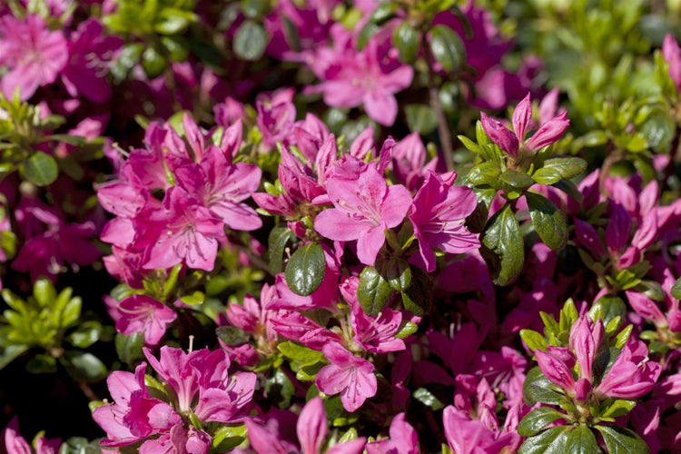 Rhododendron obtusum 'Kermesina', Azalee, karmesinrot, 30–40 cm