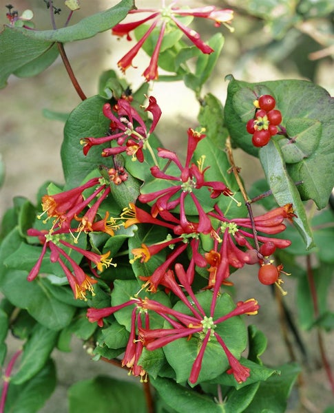 Lonicera brownii 'Dropmore Scarlet', Geißblatt, scharlachrot, 100–150 cm