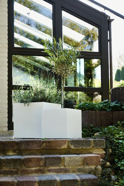 Weiße quadratische Pflanzkübel mit Lavendel und einem Olivenbaum auf Steinstufen vor einer Glasfront.