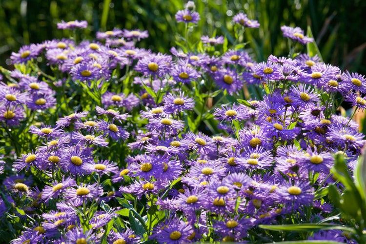 Aster novi-belgii 'Blütenmeer', Herbstaster, rosa, ca. 9x9 cm Topf