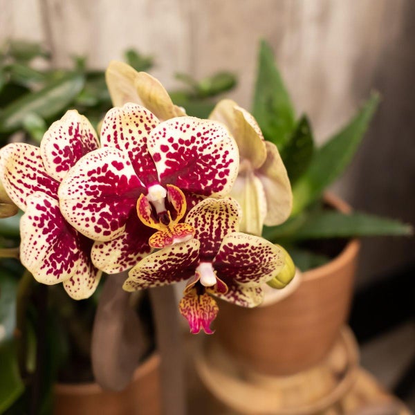 Kolibri Orchids COMBI DEAL von 2 gelben roten Phalaenopsis-Orchideen Spanien Topfgröße 9cm blühende Zimmerpflanze frisch vom Züchter