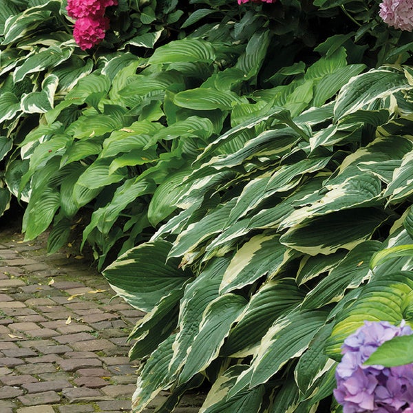 Bloomique - 5er-Mix - Hosta - Hartelie - schattige Rabattenmischung - Knollen - Gartenpflanzen - Stauden - winterhart - mehrjährig - wird bis zu 40 cm groß