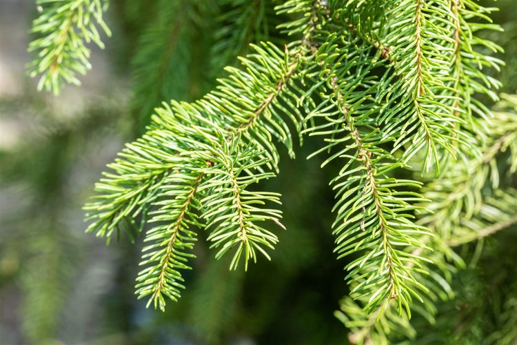 Picea abies 'Cupressina', Säulenfichte, 80–100 cm
