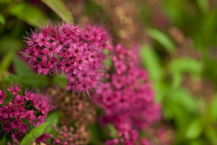 Spiraea japonica 'Dart's Red', Rote Sommerspiere, 30–40 cm