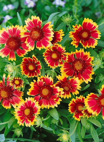 Gaillardia x grandiflora 'Kobold', Kokardenblume, leuchtend rot-gelb, ca. 9x9 cm Topf