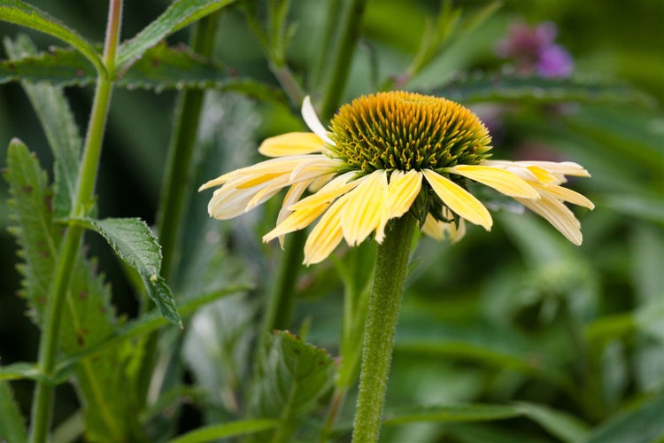 Gelber Sonnenhut im Garten