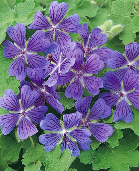 Nahaufnahme von lila Storchschnabelblüten mit grünen Blättern