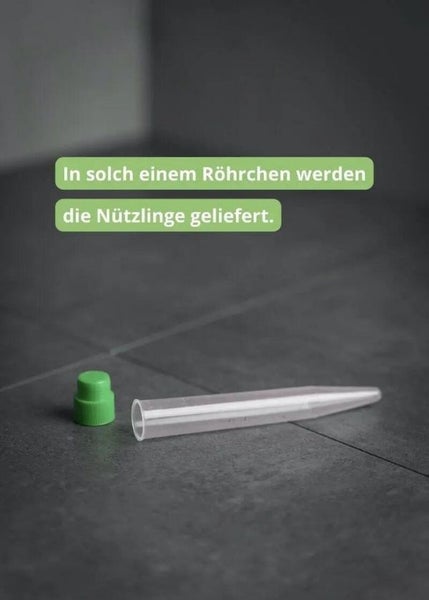 Nützling Lagerpiraten gegen Speckkäfer, Khaprakäfer und Reismehlkäfer | biologisch bekämpfen