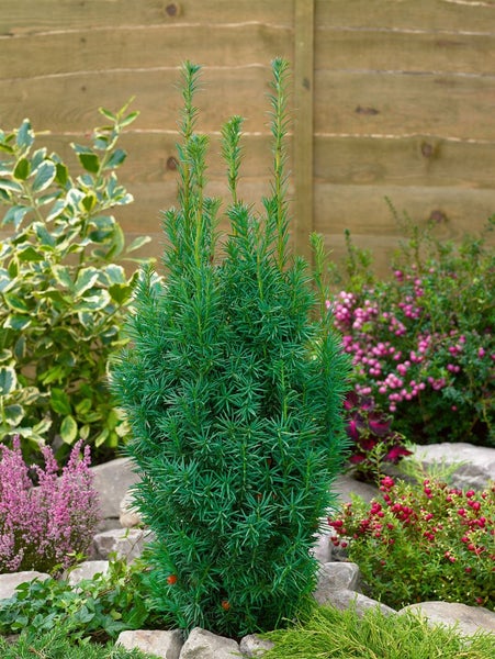 Taxus media 'Nixe', Bechereibe, 100–125 cm