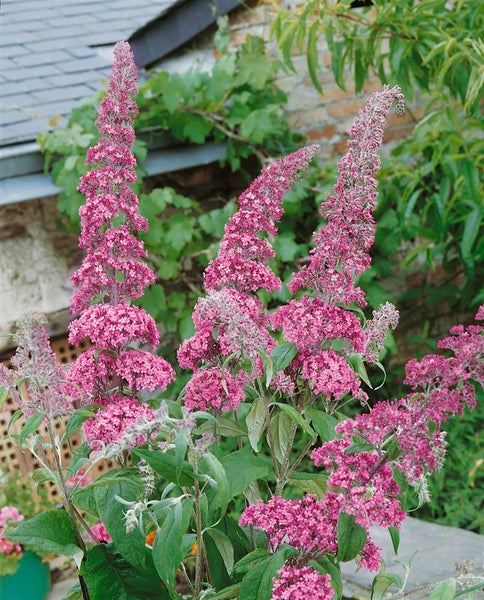 Buddleja davidii 'Pink Delight', Schmetterlingsflieder, rosa, 80–100 cm