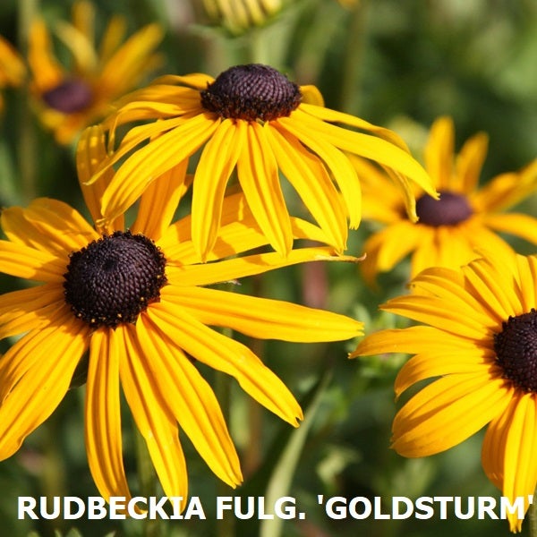 Blüten der Rudbeckia fulgida Goldsturm