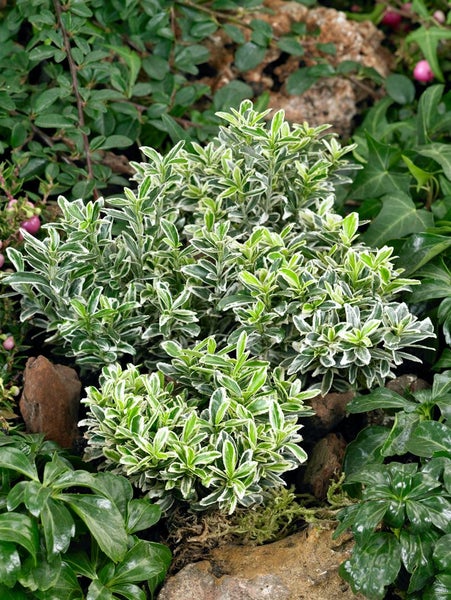 Euonymus japonicus 'Microphyllus Variegata', buntlaubig, ca. 9x9 cm Topf