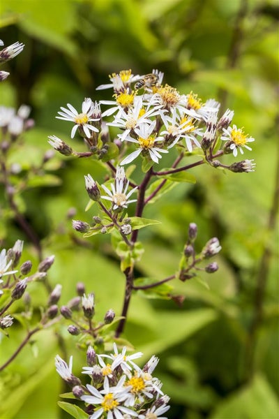 Aster divaricatus, Weißer Wald-Aster, ca. 9x9 cm Topf, zierlich
