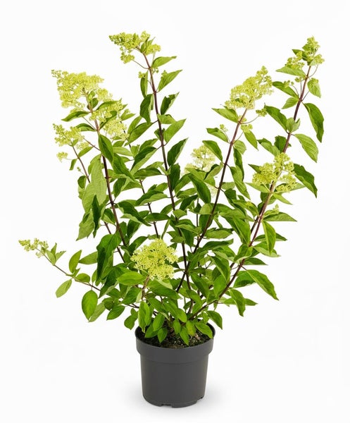 Rispenhortensie in einem Pflanztopf mit grünen Blättern und Blütenrispen