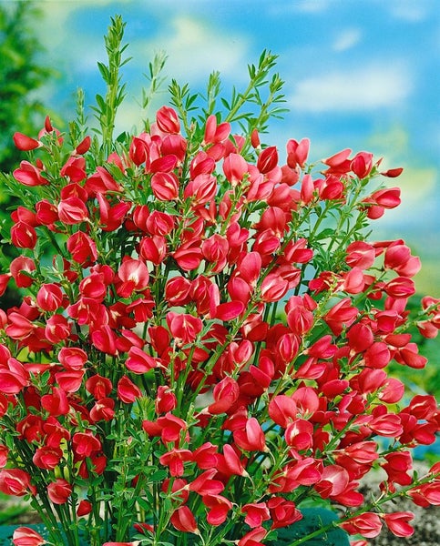 Cytisus scoparius 'Boskoop Ruby', Besenginster, rubinrot, 30–40 cm