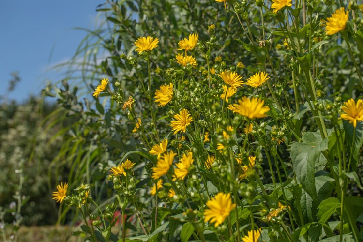 Silphium perfoliatum, Becherpflanze, ca. 9x9 cm Topf