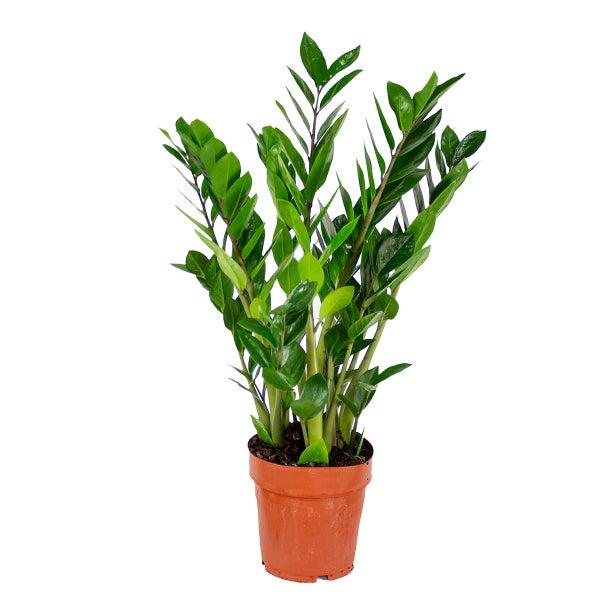 Smaragdpalme jeweils | Zamioculcas - Zimmerpflanze im Kinderzimmertopf ⌀17 cm - ↕60 cm