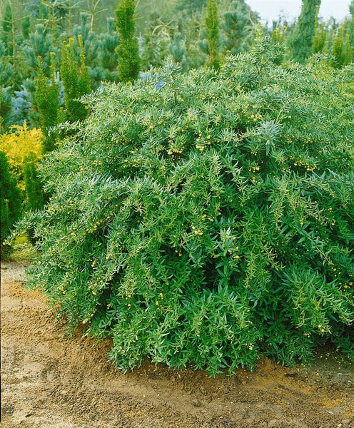 Berberis julianae, Immergrüne Berberitze, 25–30 cm