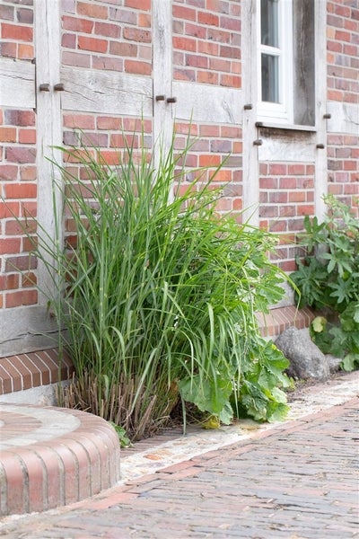 Garten mit Ziergras vor einem Backsteingebäude