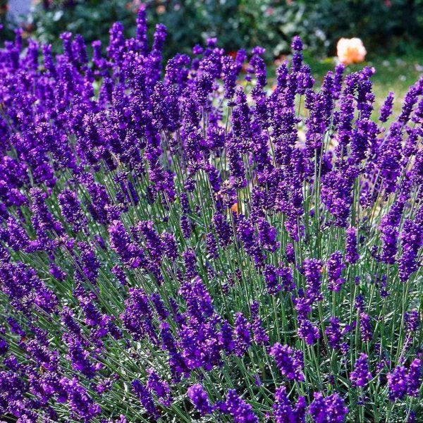 Nahaufnahme eines Lavendelstrauchs im Garten