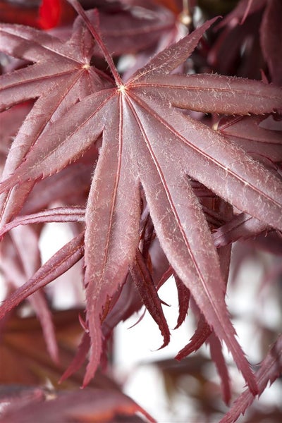 Acer palmatum 'Bloodgood', Japanischer Ahorn, tiefrot, 60–80 cm