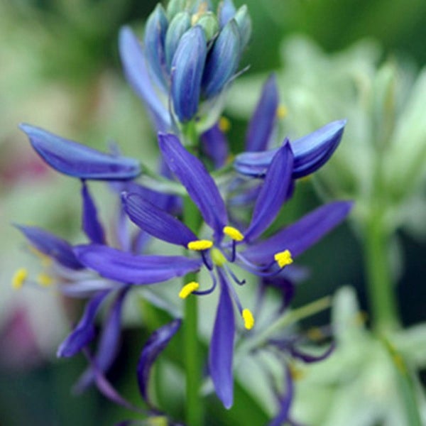 Nahaufnahme einer blühenden Camassia Blume im Garten