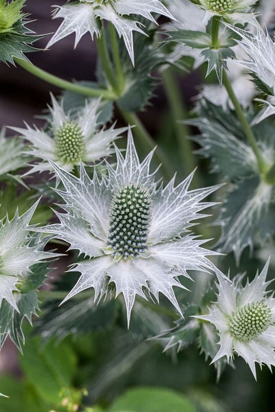 Nahaufnahme von Mannstreu-Blüten im Garten