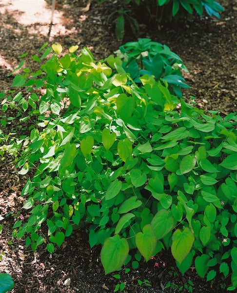 Epimedium x youngianum 'Roseum', Elfenblume, rosa, ca. 9x9 cm Topf
