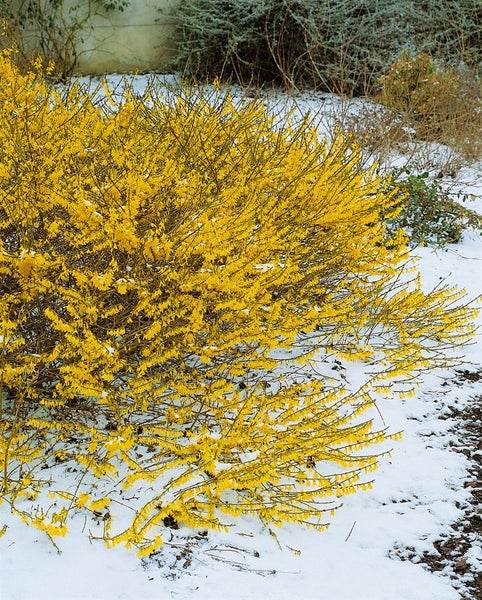 Forsythia 'Maree d'Or' -R-, Goldglöckchen, gelb, 30–40 cm