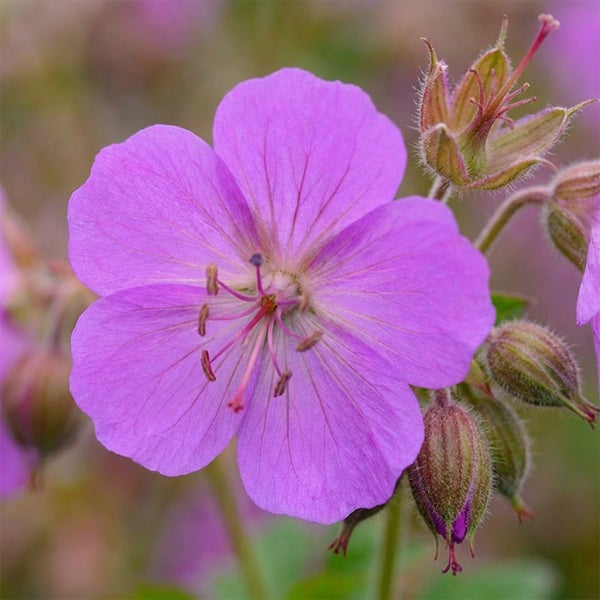 Nahaufnahme einer rosafarbenen Storchschnabel-Blüte mit sichtbaren Adern und Knospen.