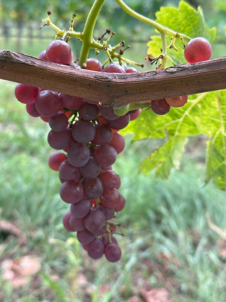 Eine Traube reifer roter Trauben hängt an einer Weinrebe im Weinberg.