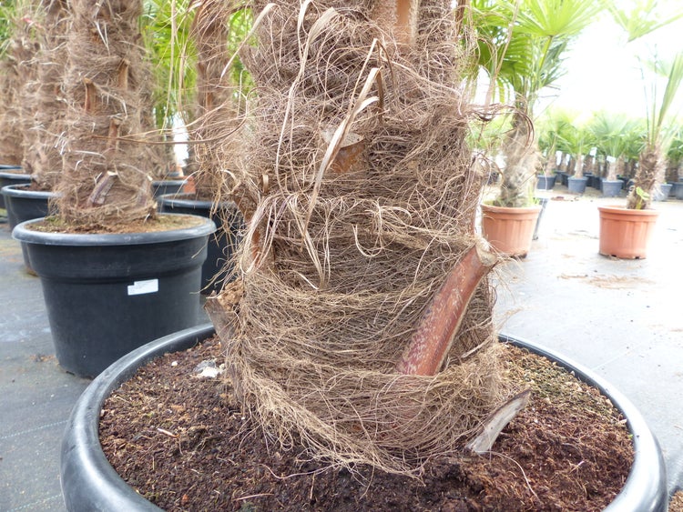 2 Stück Trachycarpus fortunei, 70 - 100 cm Stamm, 210 - 250 cm Hanfpalme, winterharte Palme bis -18°C