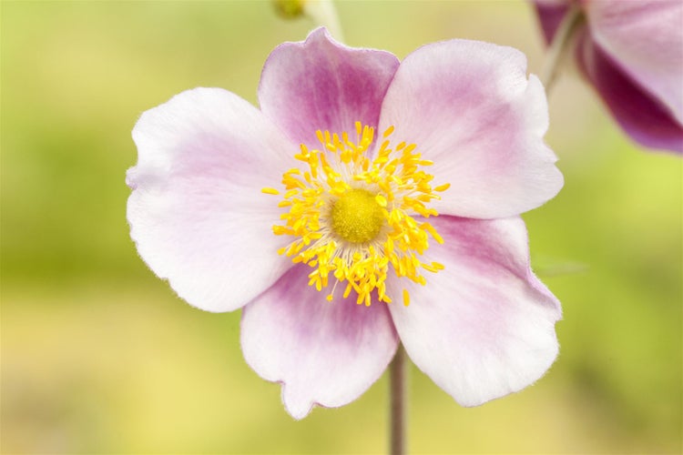Nahaufnahme einer rosa Herbst-Anemone mit gelber Mitte.