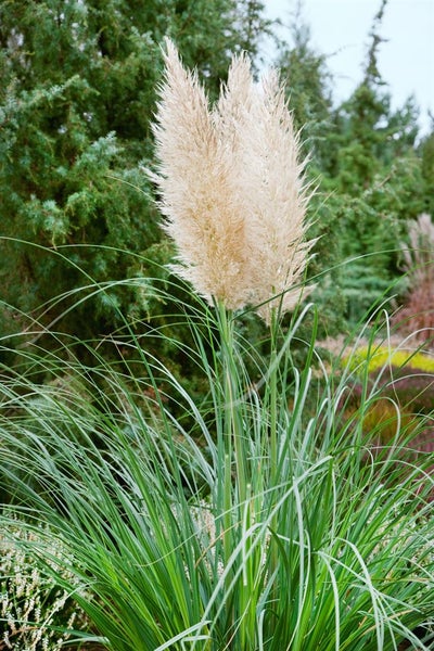 Cortaderia selloana 'Evita', Pampasgras, kompakt, 3-5 Liter Container
