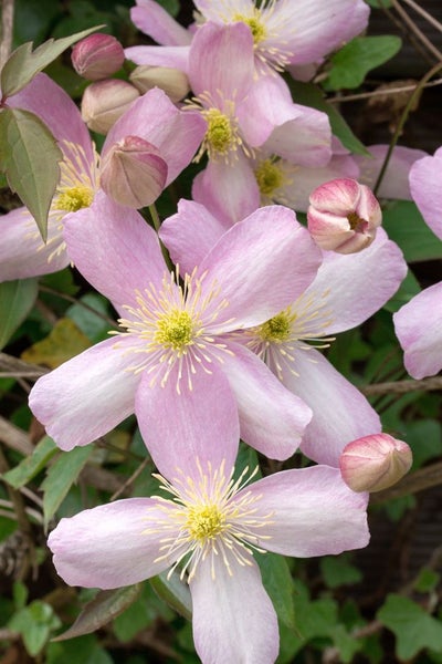 Clematis montana 'Rubens', Berg-Waldrebe, rosa Blüten, 80–100 cm