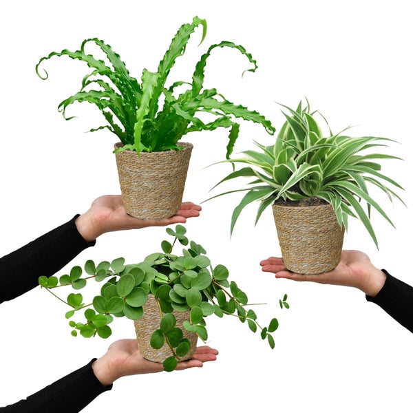 Grünlilie, Nestfarn & Zwergpfeffer – Hängende Zimmerpflanzen Katzenliebe - Tierfreundliches Set - Höhe 15-30 cm - Töpfe 10,5-12 cm - mit Seegraskörben