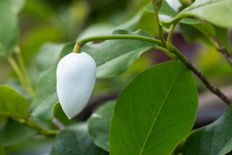Magnolia sieboldii 'Colossus', Sommermagnolie, weiß, 60–80 cm