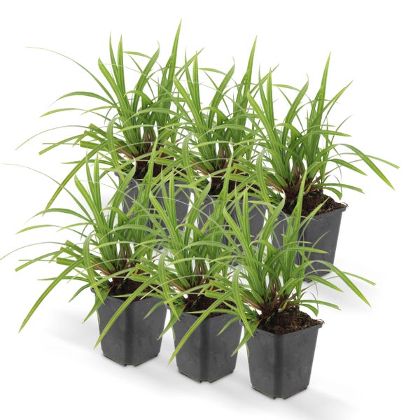 Ziergras - Japanische Teppich-Segge - Carex morrowii 'Irish Green' - 9cm Topf - Set mit 6 Pflanzen