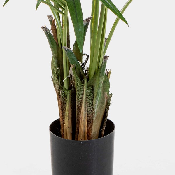 Künstliche Palme im schwarzen Topf, Detailansicht des Stamms mit Blattansätzen und Fasern.