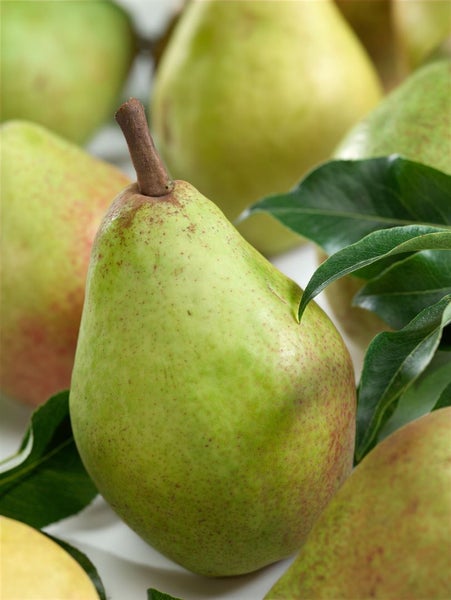 Pyrus communis 'Clapps Liebling', Birne, 150–200 cm, saftig-süß